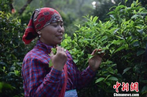 “老茶人”与茶同行半世纪见证中国一杯茶发展为万亿产业