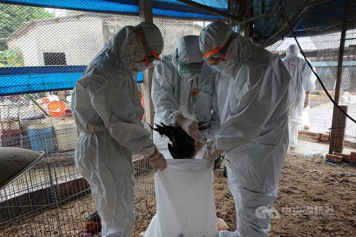 台南一养禽场被检出H5N5禽流感扑杀8209只黑羽土鸡